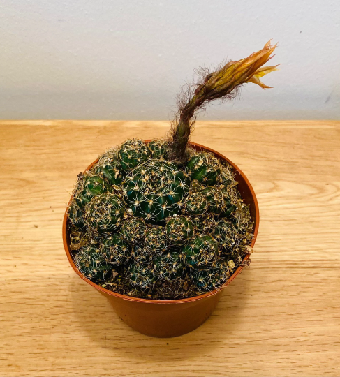 Echinopsis ancistrophora ssp. arachnacantha 8.5cm Pot Cassandra's Plants