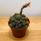 Echinopsis ancistrophora ssp. arachnacantha 5.5cm Pot Cassandra's Plants