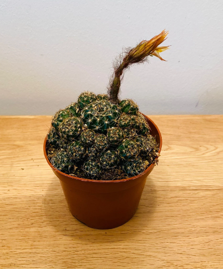 Echinopsis ancistrophora ssp. arachnacantha 5.5cm Pot Cassandra's Plants