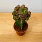 Sulcorebutia Rauschii Grafted Cactus in a 5.5cm Pot Cassandra's Plants