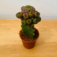 Sulcorebutia Rauschii Grafted Cactus in a 5.5cm Pot Cassandra's Plants