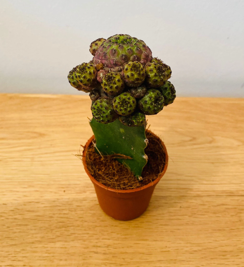 Sulcorebutia Rauschii Grafted Cactus in a 5.5cm Pot Cassandra's Plants