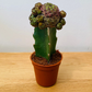 Sulcorebutia Rauschii Grafted Cactus in a 5.5cm Pot Cassandra's Plants