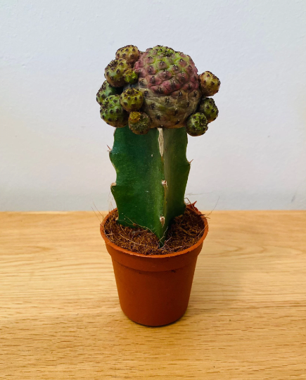 Sulcorebutia Rauschii Grafted Cactus in a 5.5cm Pot Cassandra's Plants