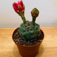 Gymnocalycium Baldianum 8.5cm pot Cassandra's Plants