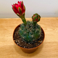 Gymnocalycium Baldianum 8.5cm pot Cassandra's Plant