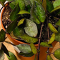 Hoya Khroniana Black Leaf in a 12cm Pot Cassandra's Plants