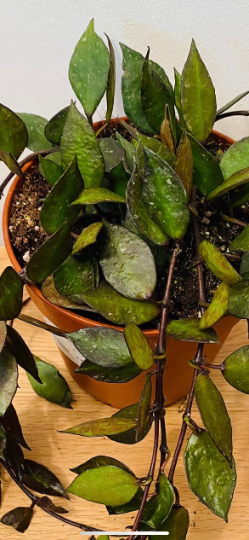 Hoya Khroniana Black Leaf in a 12cm Pot Cassandra's Plants