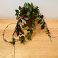 Hoya Khroniana Black Leaf in a 12cm Pot Cassandra's Plants