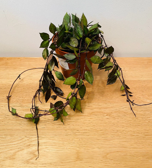 Hoya Khroniana Black Leaf in a 12cm Pot Cassandra's Plants
