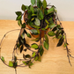 Hoya Khroniana Black Leaf in a 12cm Pot Cassandra's Plants