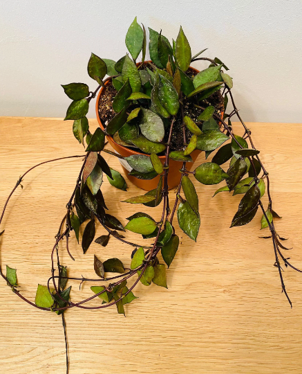 Hoya Khroniana Black Leaf in a 12cm Pot Cassandra's Plants