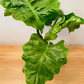 Alocasia Low Rider 12cm Pot Cassandra's Plants