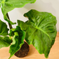 Alocasia Low Rider 12cm Pot Cassandra's Plants