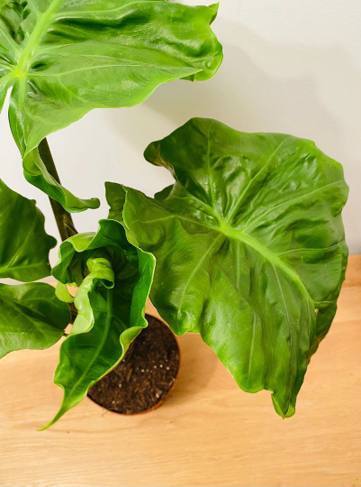 Alocasia Low Rider 12cm Pot Cassandra's Plants