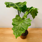 Alocasia Low Rider 12cm Pot Cassandra's Plants