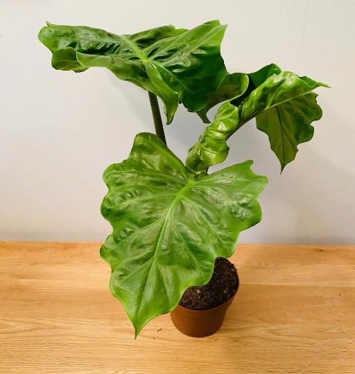Alocasia Low Rider 12cm Pot Cassandra's Plants