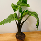 Alocasia Low Rider 12cm Pot Cassandra's Plants