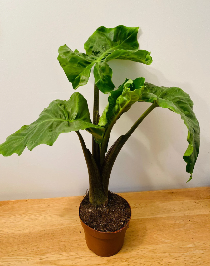 Alocasia Low Rider 12cm Pot Cassandra's Plants