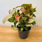 Syngonium Podophyllum Neon Robusta Cassandra's Plants