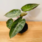 Alocasia Pink Dragon 12cm Pot Cassandra's Plants