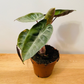 Alocasia Pink Dragon 12cm Pot Cassandra's Plants