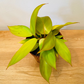 Philodendron Prince of Orange in a 12cm pot Cassandra's Plants