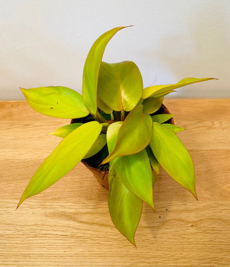 Philodendron Prince of Orange in a 12cm pot Cassandra's Plants