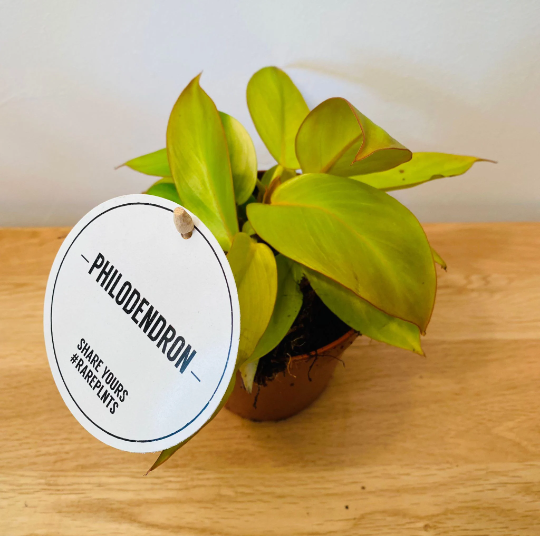 Philodendron Prince of Orange in a 12cm pot Cassandra's Plants