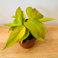 Philodendron Prince of Orange in a 12cm pot Cassandra's Plants