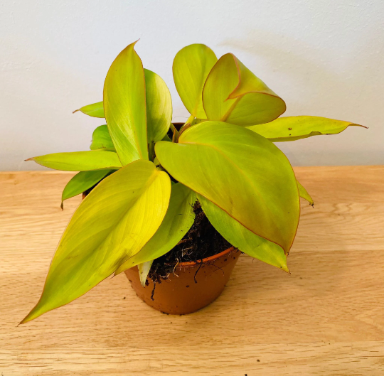 Philodendron Prince of Orange in a 12cm pot Cassandra's Plants