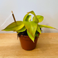Philodendron Prince of Orange