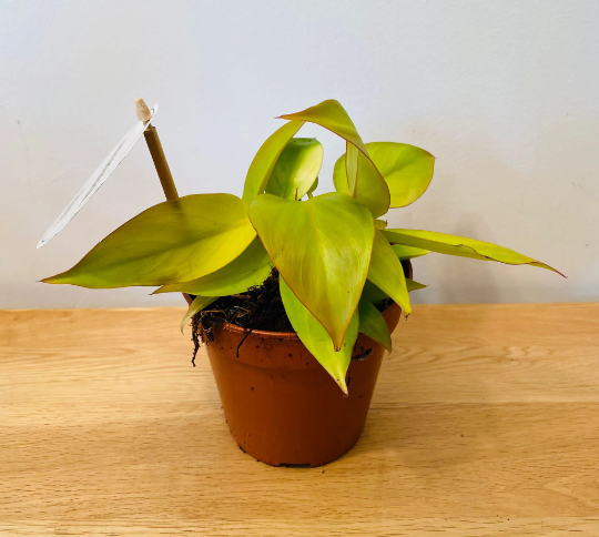 Philodendron Prince of Orange