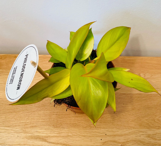 Philodendron Prince of Orange