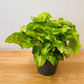 Syngonium Mango Allusion in a 12cm Pot Cassandra's Plants