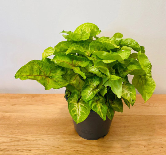 Syngonium Mango Allusion in a 12cm Pot Cassandra's Plants