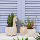 Leo Lion Planter