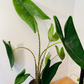 Alocasia Zebrina 19cm Pot Cassandra's Plants
