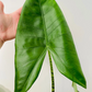 Alocasia Zebrina 19cm Pot Cassandra's Plants