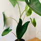 Alocasia Zebrina 19cm Pot Cassandra's Plants