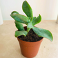 Crassula Aborescens Blue Waves in 5.5cm Pot Cassandra's Plants