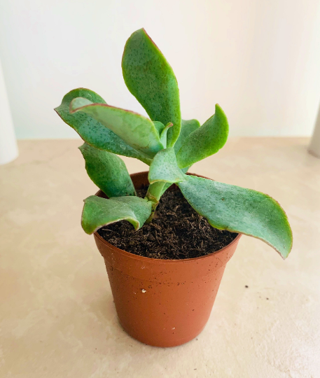 Crassula Aborescens Blue Waves in 5.5cm Pot Cassandra's Plants