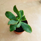 Crassula Aborescens Blue Waves in 5.5cm Pot Cassandra's Plants