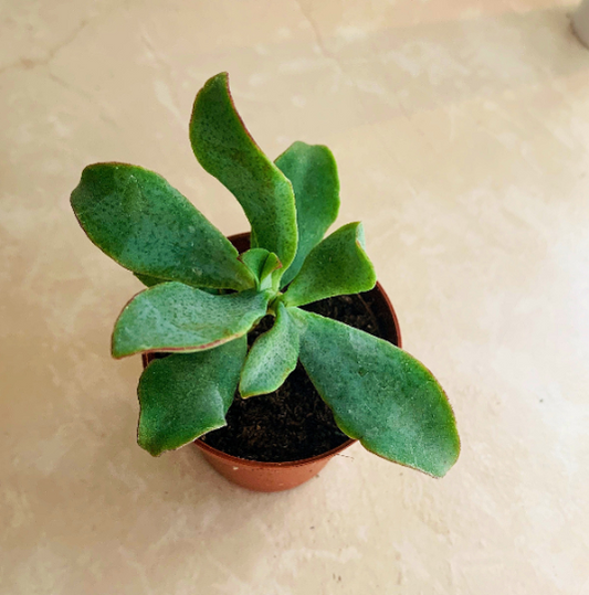 Crassula Aborescens Blue Waves in 5.5cm Pot Cassandra's Plants
