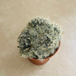 Mammillaria Bocasana Cactus Cassandra's Plants