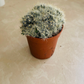 Mammillaria Bocasana Cactus Cassandra's Plants