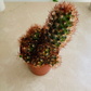 Mammillaria Elongata F. Rubra Cactus Cassandra's Plants
