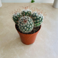 Mammillaria Bombycina Cactus Cassandra's Plants