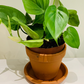Philodendron Scandens Sweetheart Leaf Cassandra's Plants