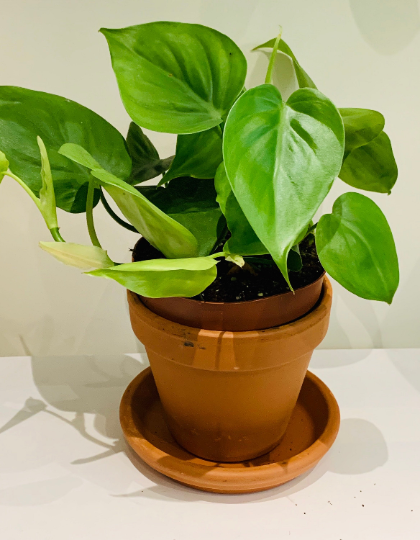 Philodendron Scandens Sweetheart Leaf Cassandra's Plants